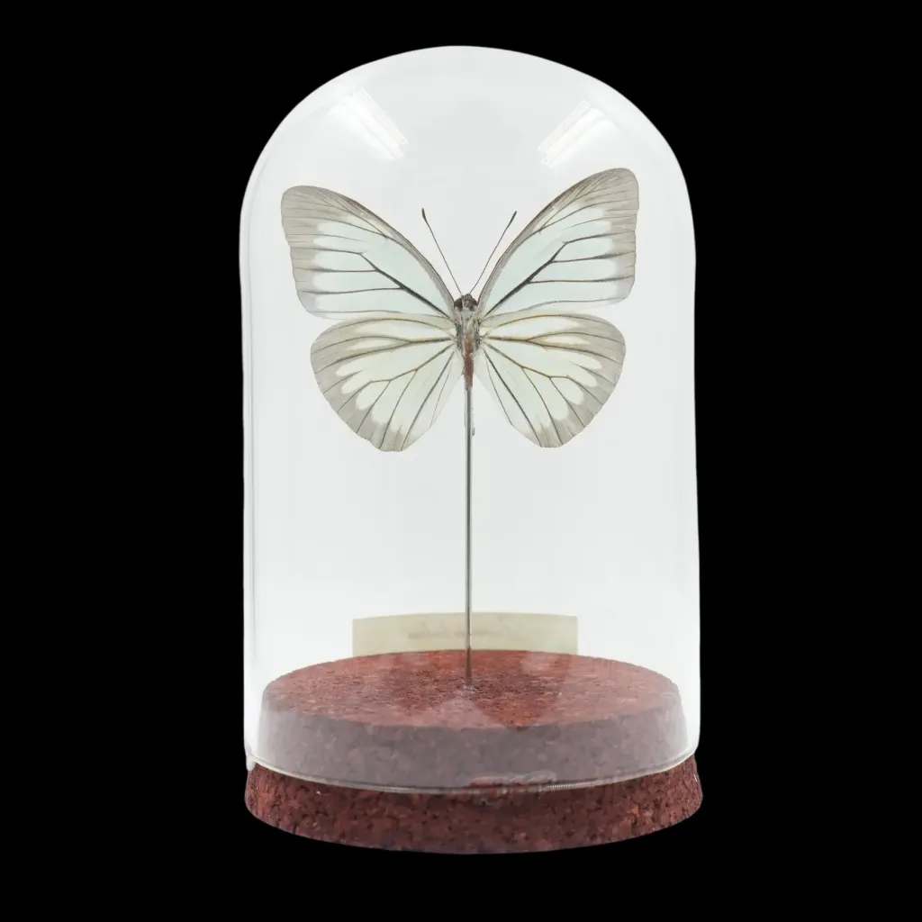 Pareronia boebera – The Ethereal Butterfly of the Philippines - preview photo 2123