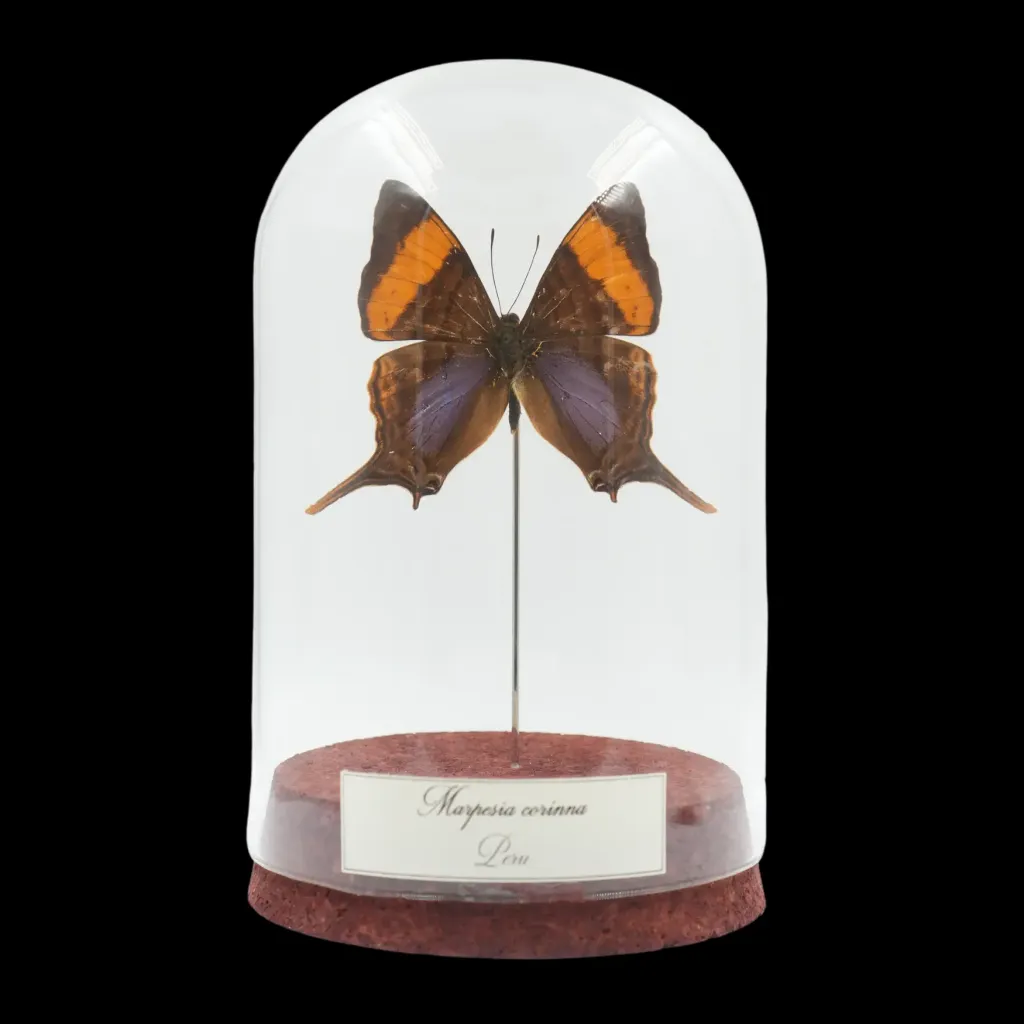 Marpesia corinna – The Daggerwing of Peru - preview photo 1123