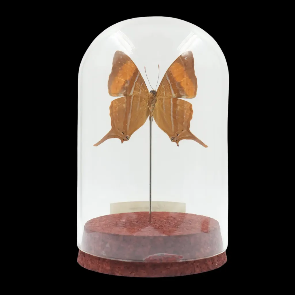 Marpesia corinna – The Daggerwing of Peru - preview photo 2123