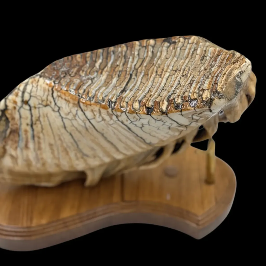 Majestic Mammoth Molar – A Glimpse into the Prehistoric Past - preview photo 5123