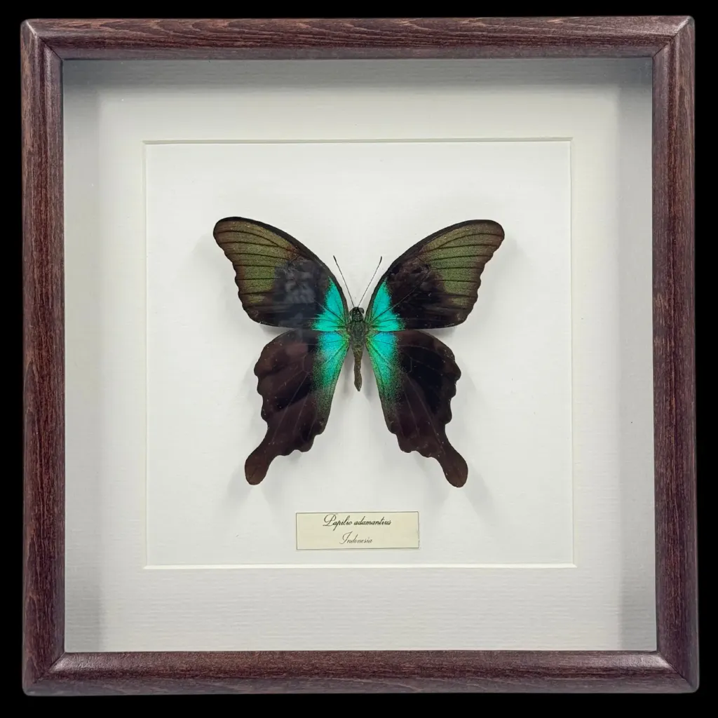 Papilio adamantius Butterfly in Wooden Frame – Jewel of the Tropics - preview photo 1123