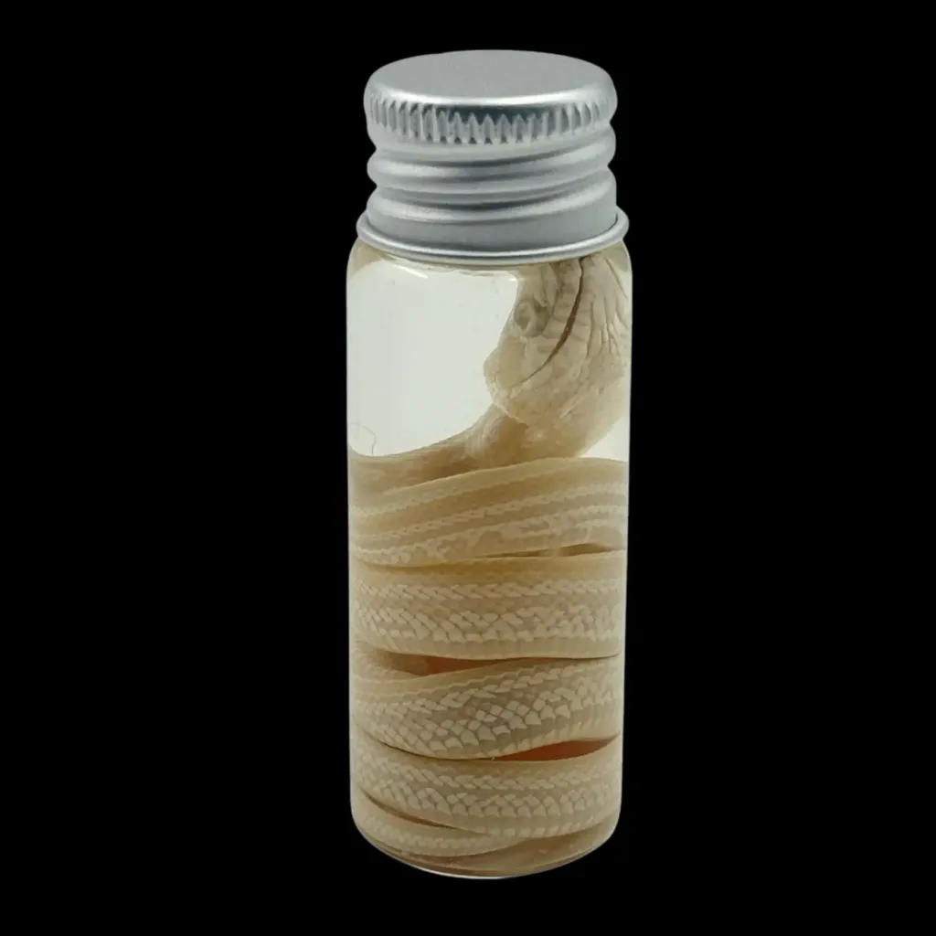Coiled Silence – Preserved Snake in Glass Vial