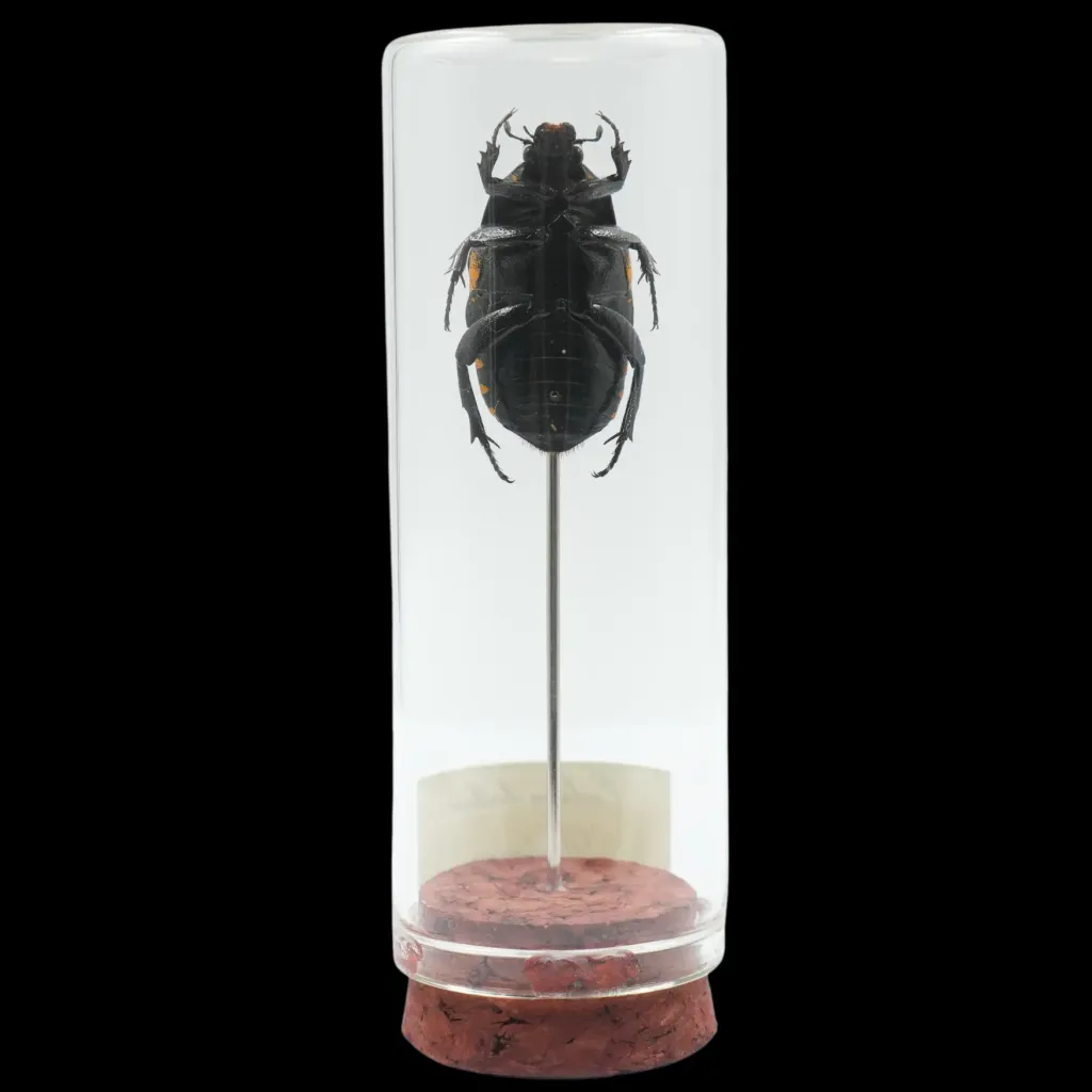 Euchroea oberthuri – The Golden Sunset Beetle of Madagascar - preview photo 2123