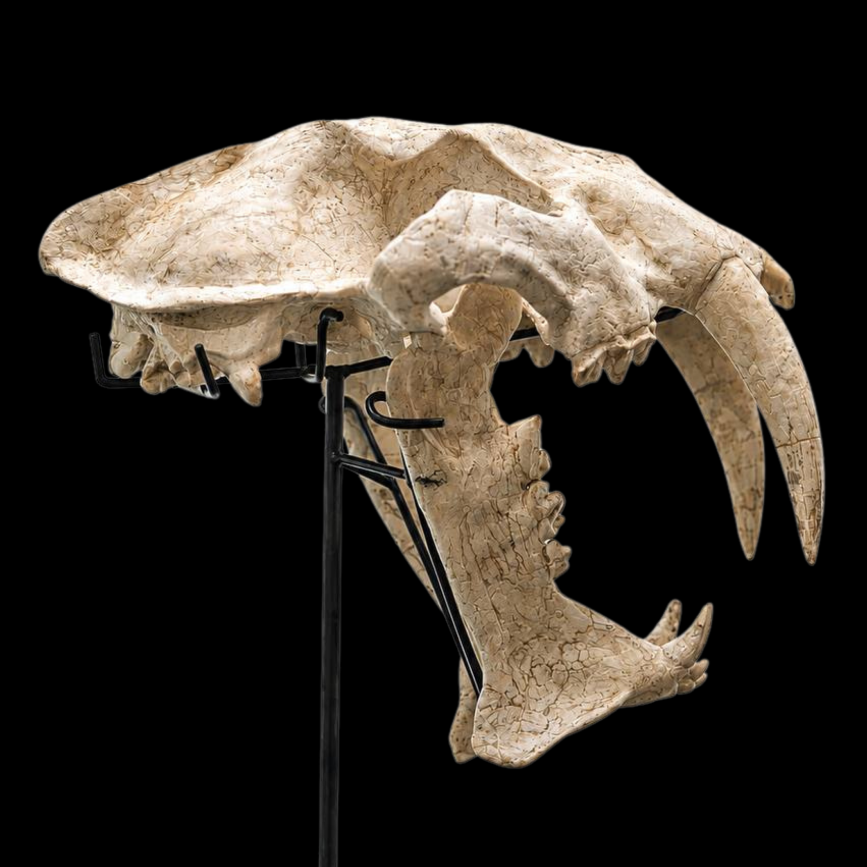 Machairodus Skull - Saber-Toothed Predator of the Miocene - preview photo 2123