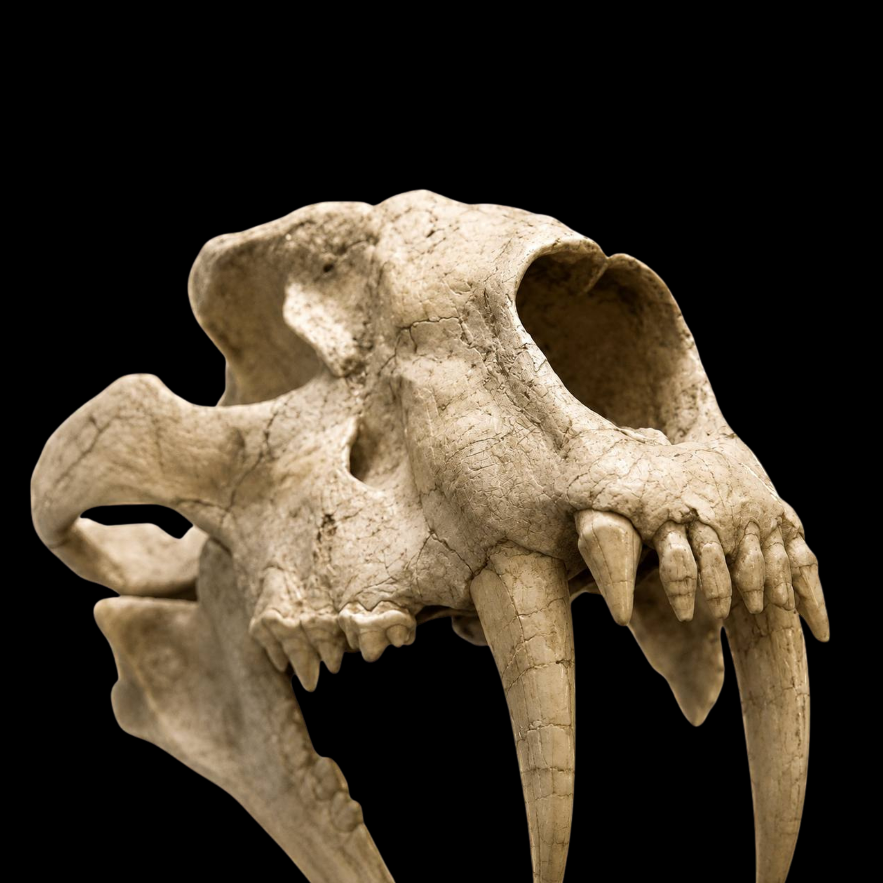 Machairodus Skull - Saber-Toothed Predator of the Miocene - preview photo 4123
