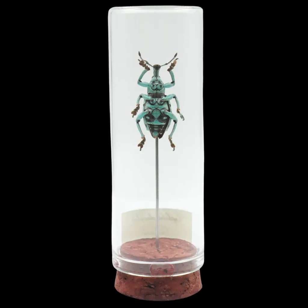 Eupholus chevrolati – The Mosaic Beetle of Indonesia - preview photo 2123
