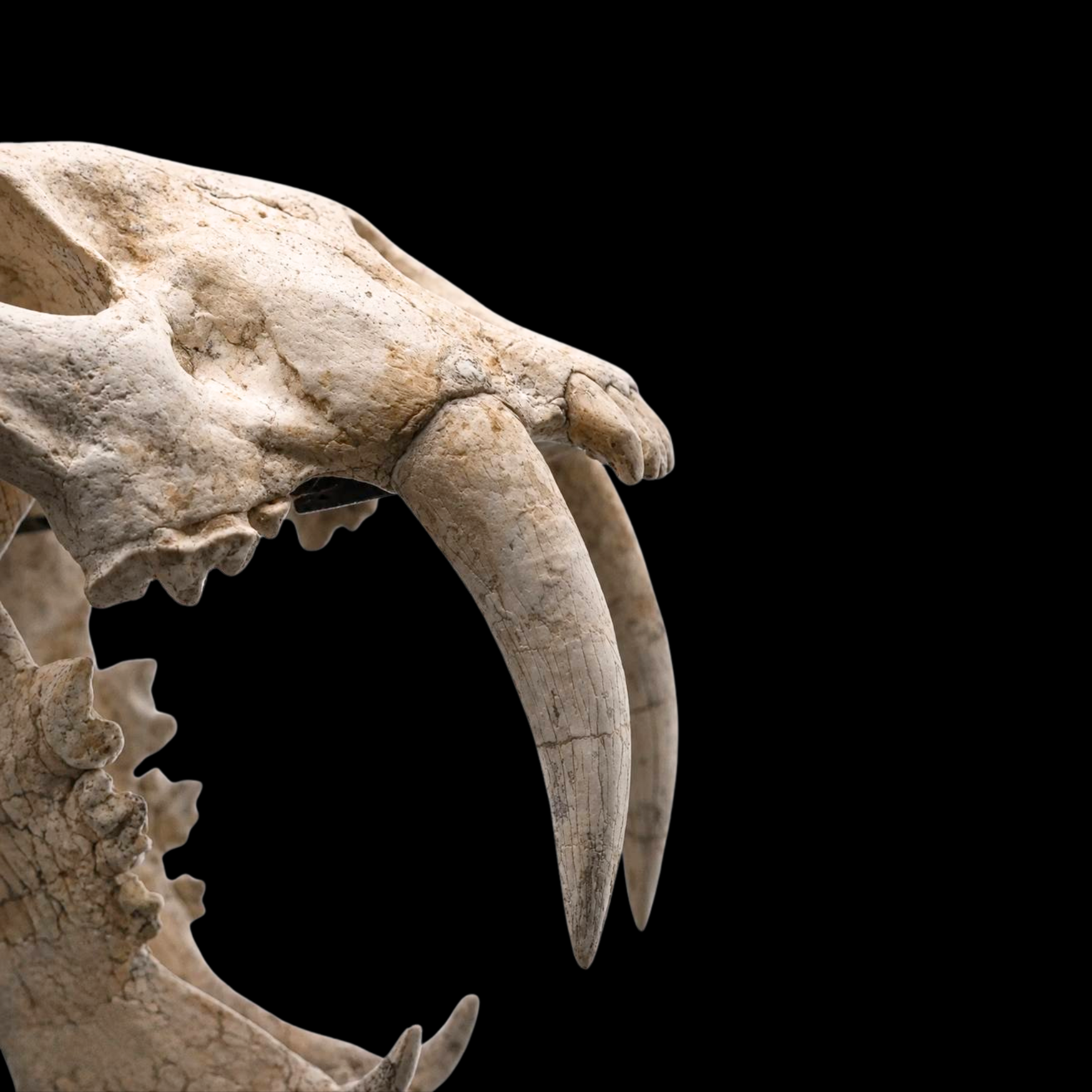 Machairodus Skull - Saber-Toothed Predator of the Miocene - preview photo 3123