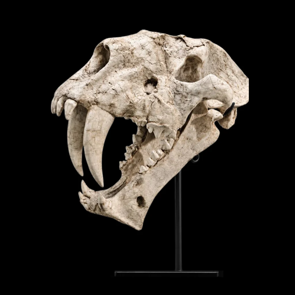Machairodus Skull – Saber-Toothed Predator of the Miocene