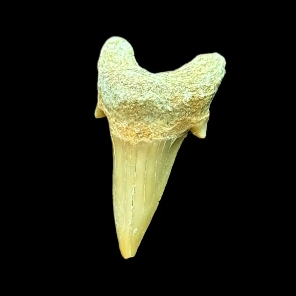 Prehistoric Power: Authentic Otodus obliquus Tooth - preview photo 2123