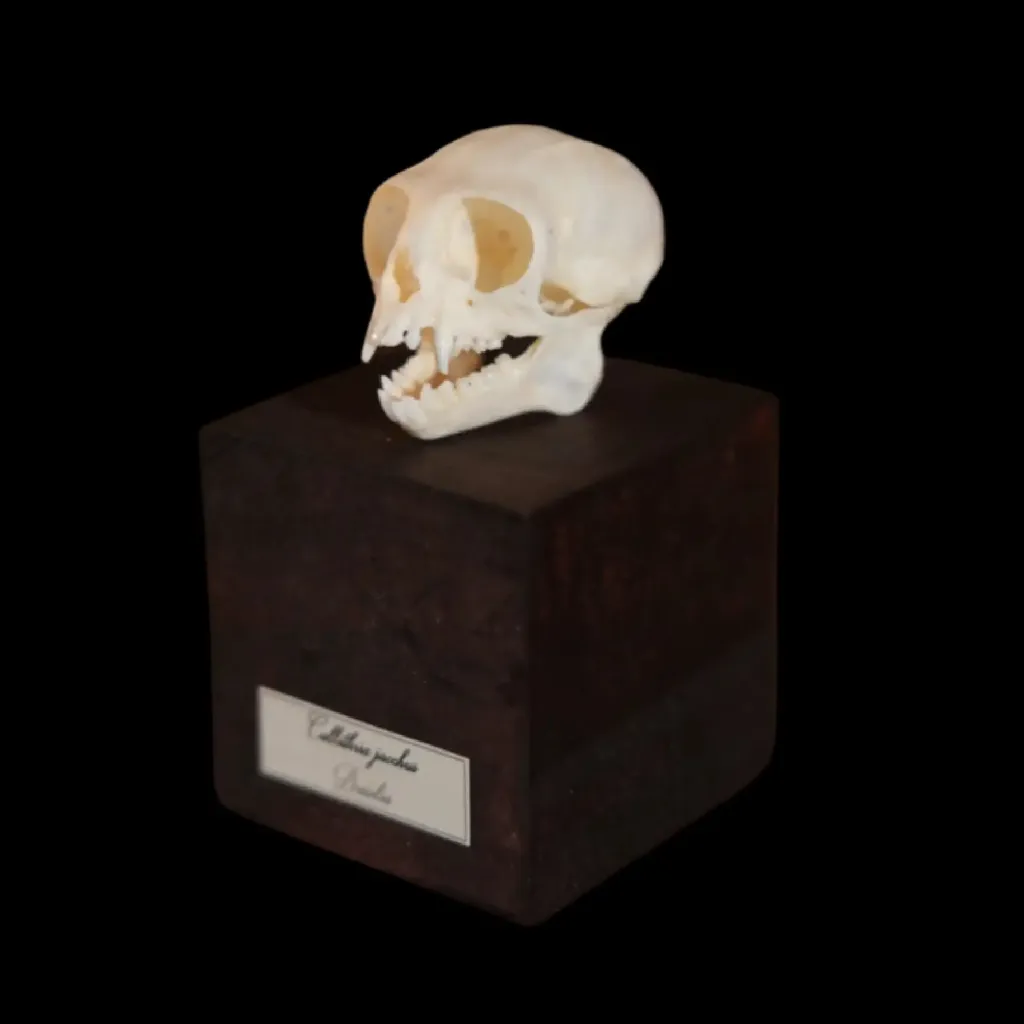 Callithrix Jacchus Skull - A Rare and Delicate Specimen from Brazil's Atlantic Forest - preview photo 2123