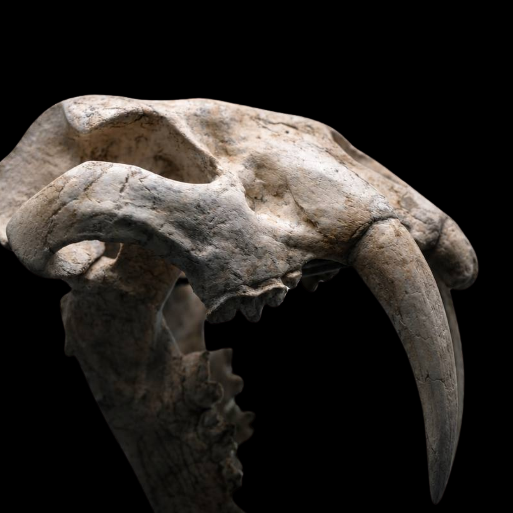 Machairodus Skull - Saber-Toothed Predator of the Miocene - preview photo 2123