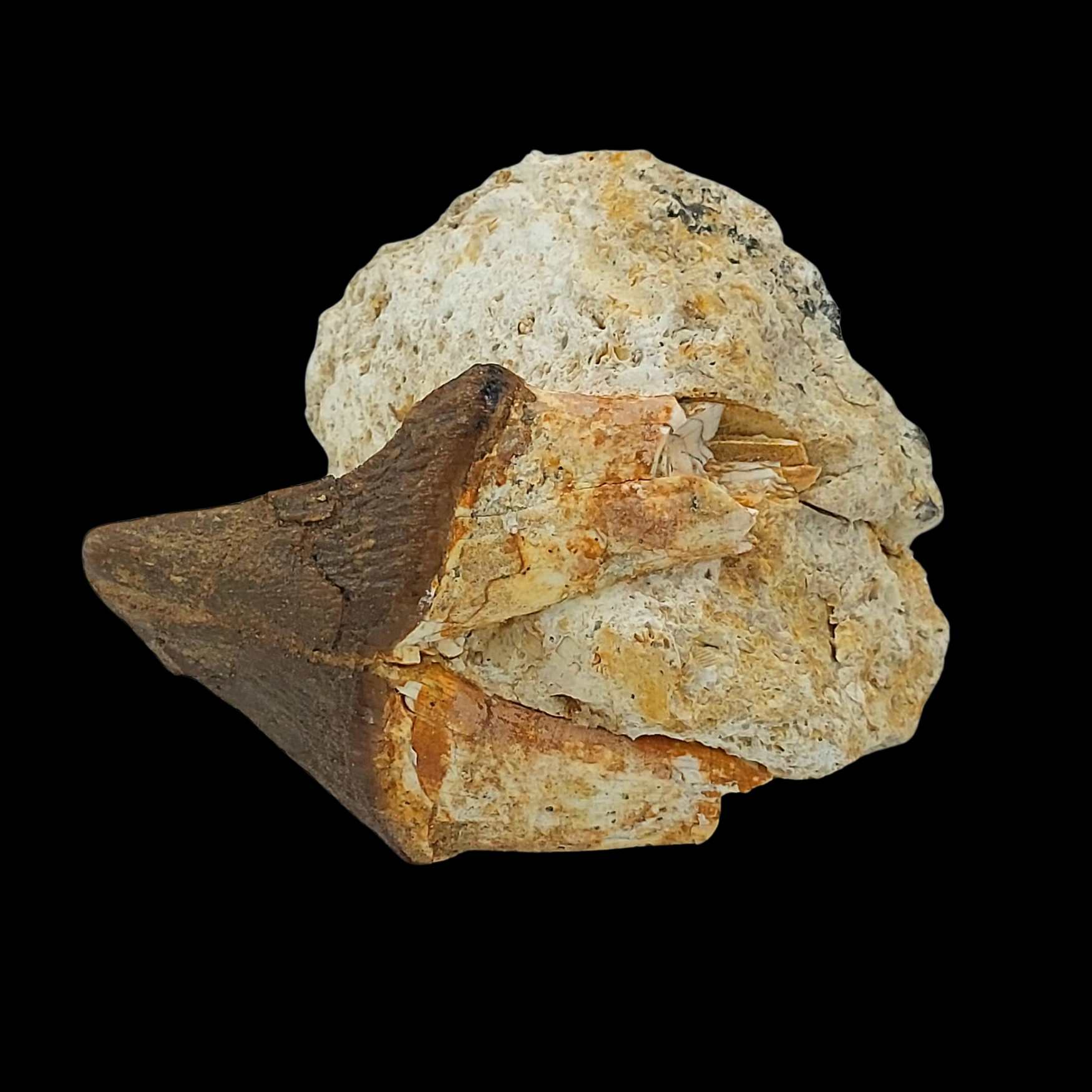Pappocetus lugardi Jaw with Tooth - Early Walking Whale - preview photo 2123