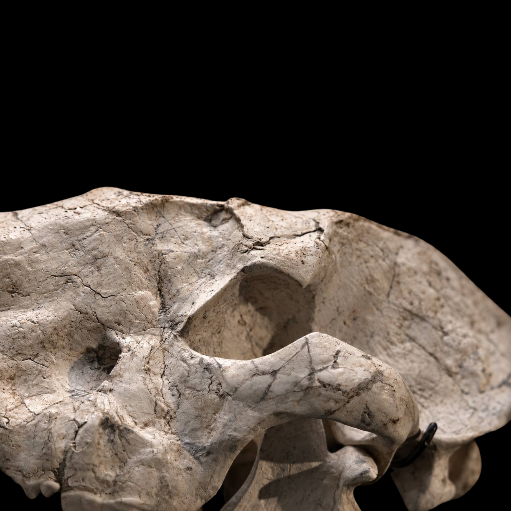 Machairodus Skull - Saber-Toothed Predator of the Miocene - preview photo 4123