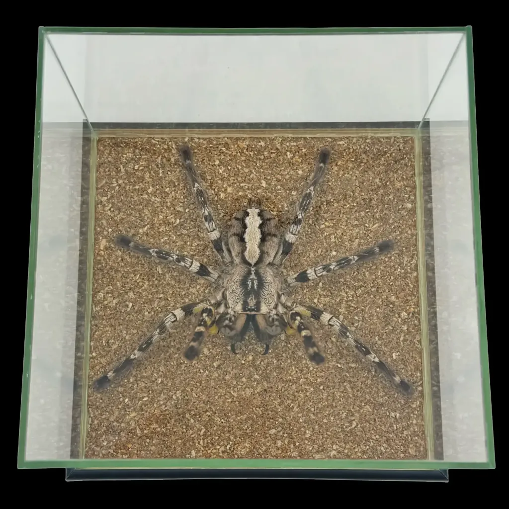 Rare Jumping Tarantula Poecilotheria regalis – A Deadly Beauty from India - preview photo 4123