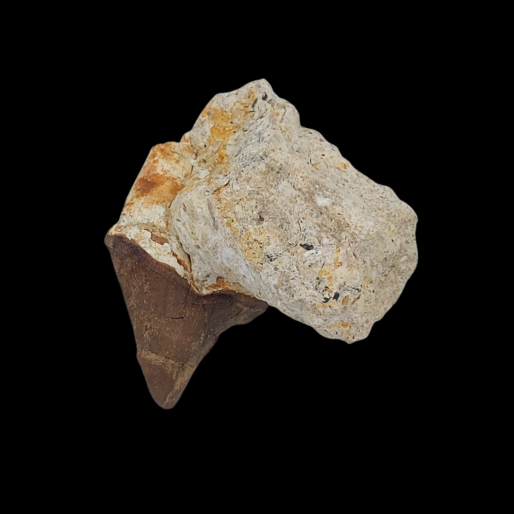 Pappocetus lugardi Jaw with Tooth - Early Walking Whale - preview photo 4123