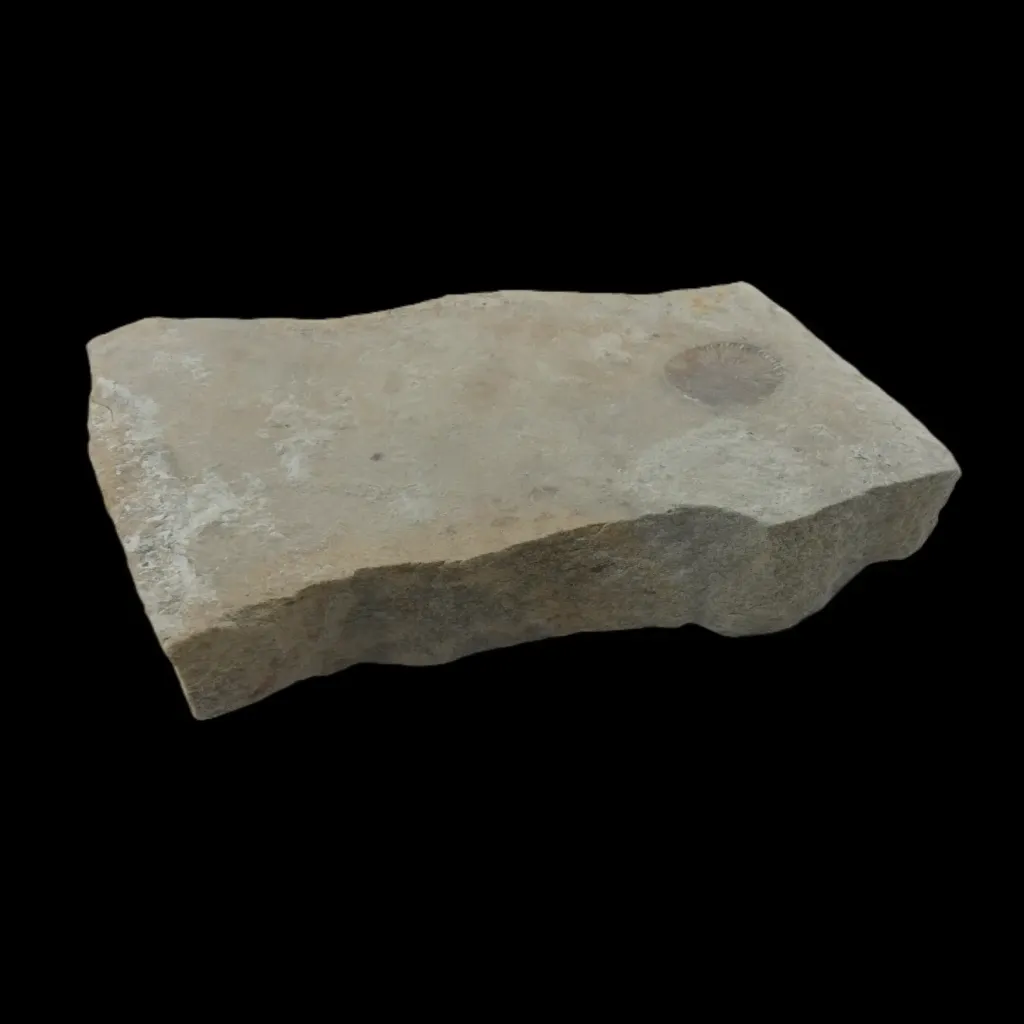First of the Complex - Fossil Fragment of Dickinsonia from the Ediacaran Era - preview photo 1123