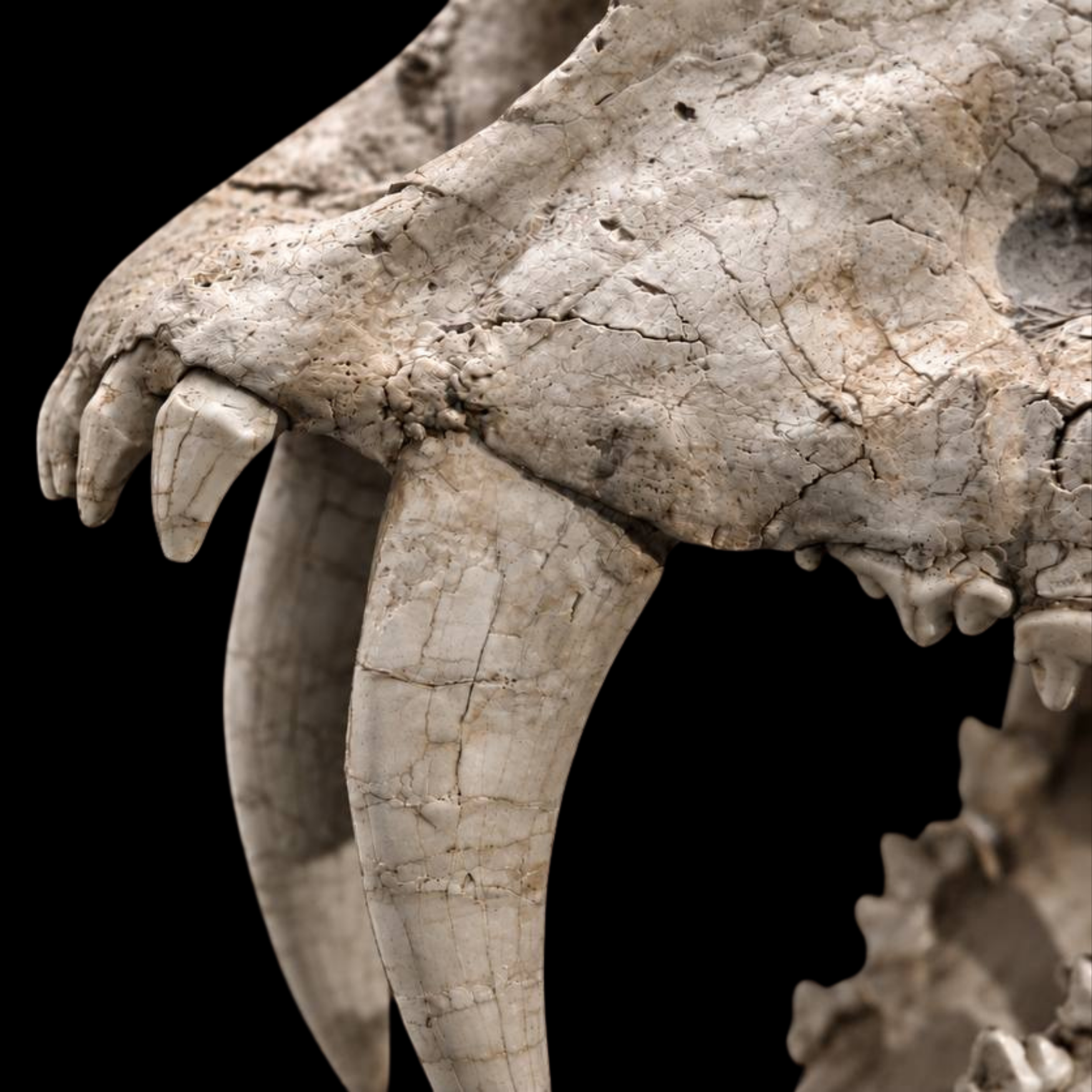 Machairodus Skull - Saber-Toothed Predator of the Miocene - preview photo 3123