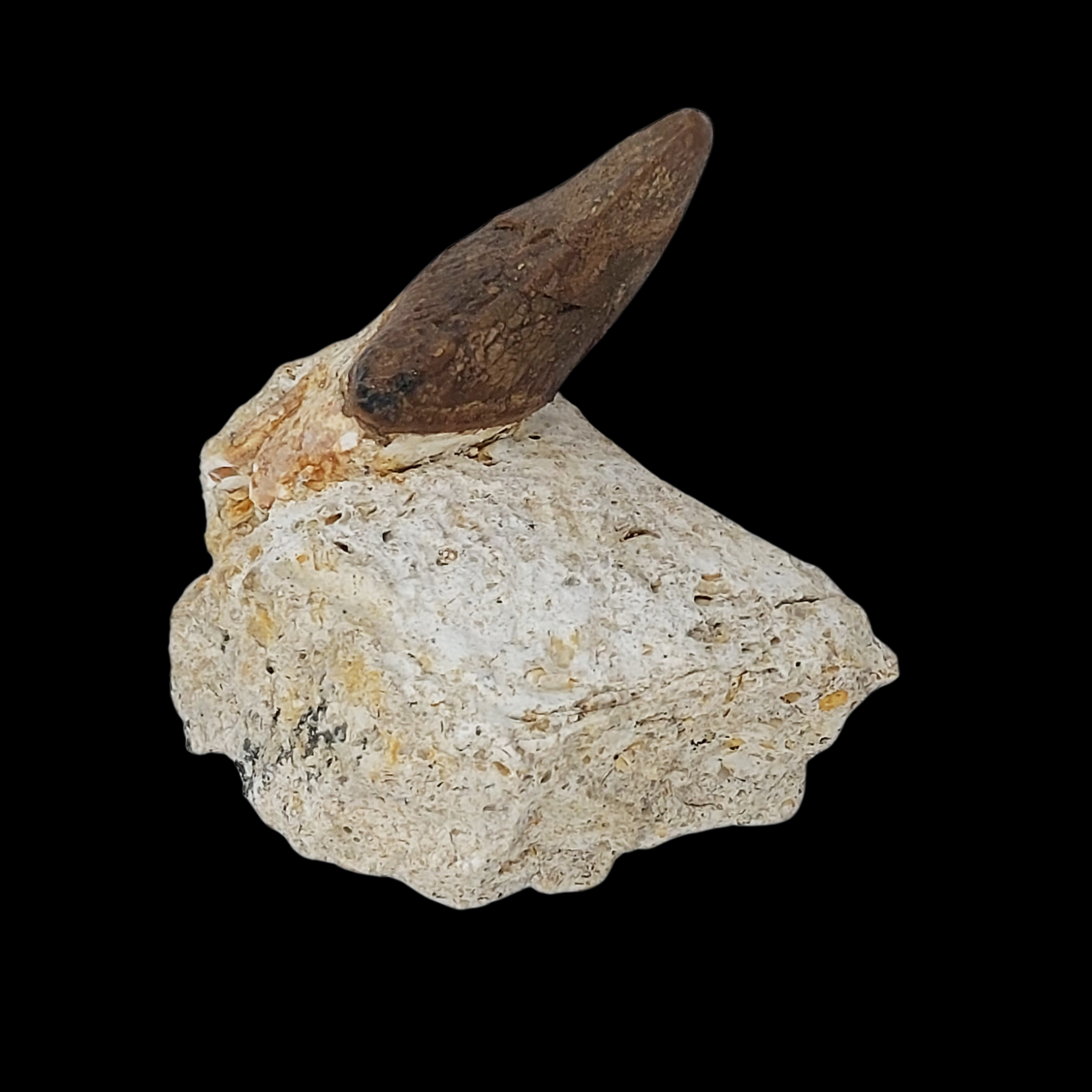 Pappocetus lugardi Jaw with Tooth - Early Walking Whale - preview photo 1123