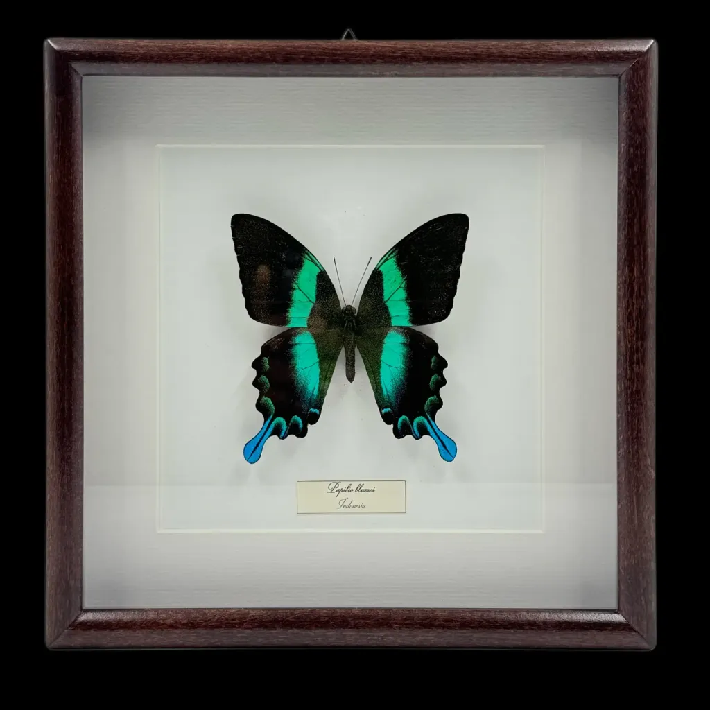燦爛的寶石：來自印尼的 Papilio blumei - 預覽圖片 1123