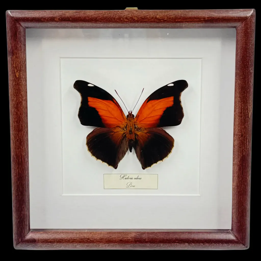 Historis odius – A Rare Peruvian Jewel in Frame - preview photo 1123