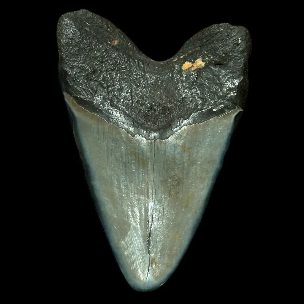Megalodon Tooth, 176 gr, Polishing, h 11.2 cm, circa 13 mln years old - preview photo 2123
