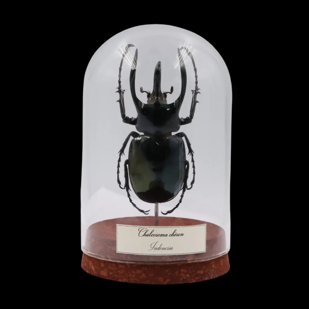 Chalcosoma chiron：珍稀而雄偉的甲蟲 - 預覽圖片 1123
