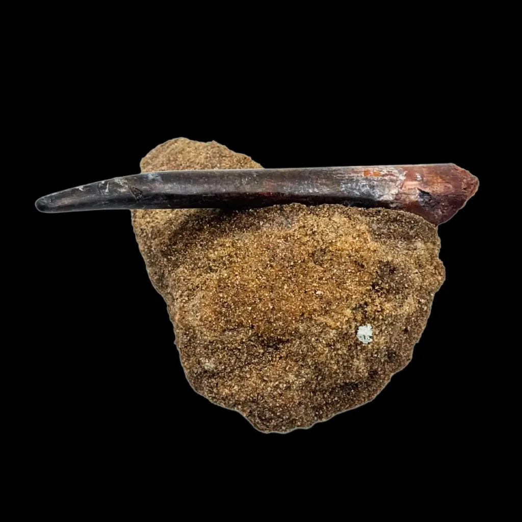 Tooth of Spinosaurus – Relic of the Great River Hunter - preview photo 2123