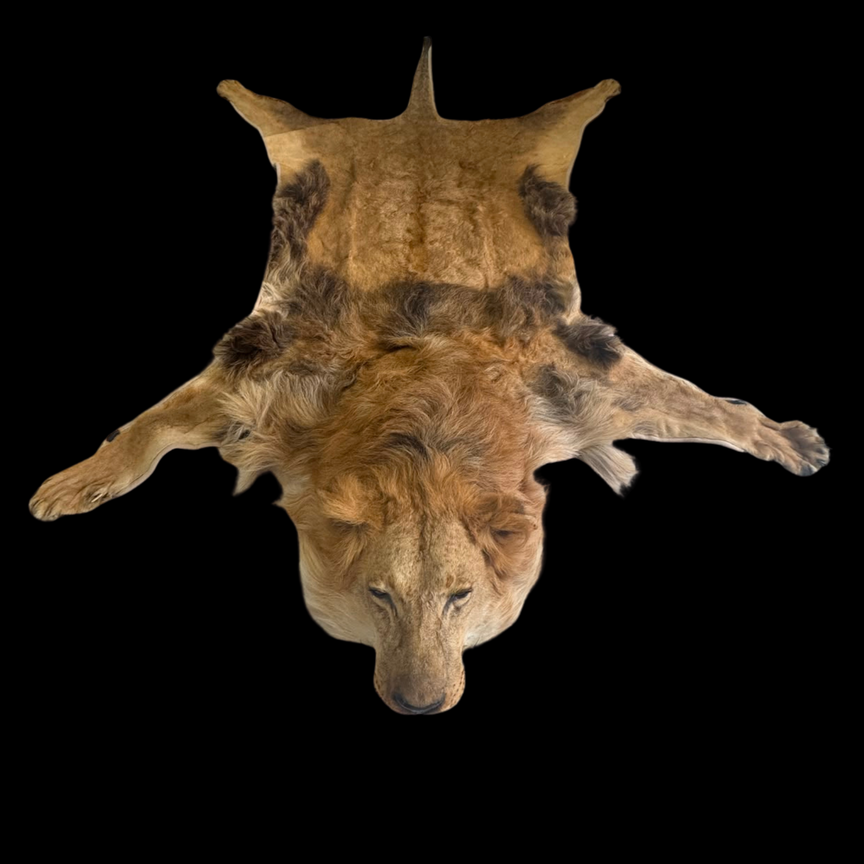 The Sovereign Lion - Full-Body Lion Skin Rug - preview photo 2123