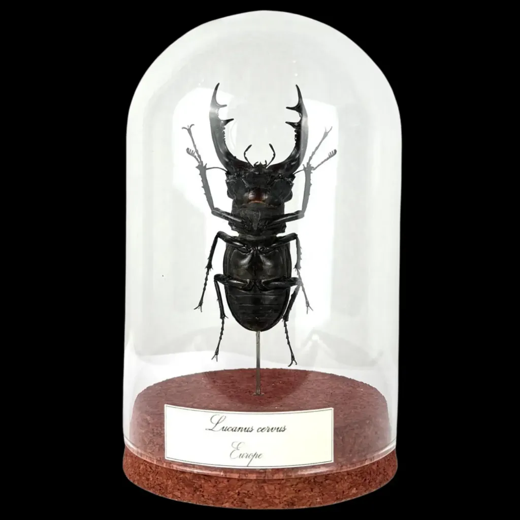 Lucanus cervus：保存完好的大自然獨特珍寶 - 預覽圖片 1123