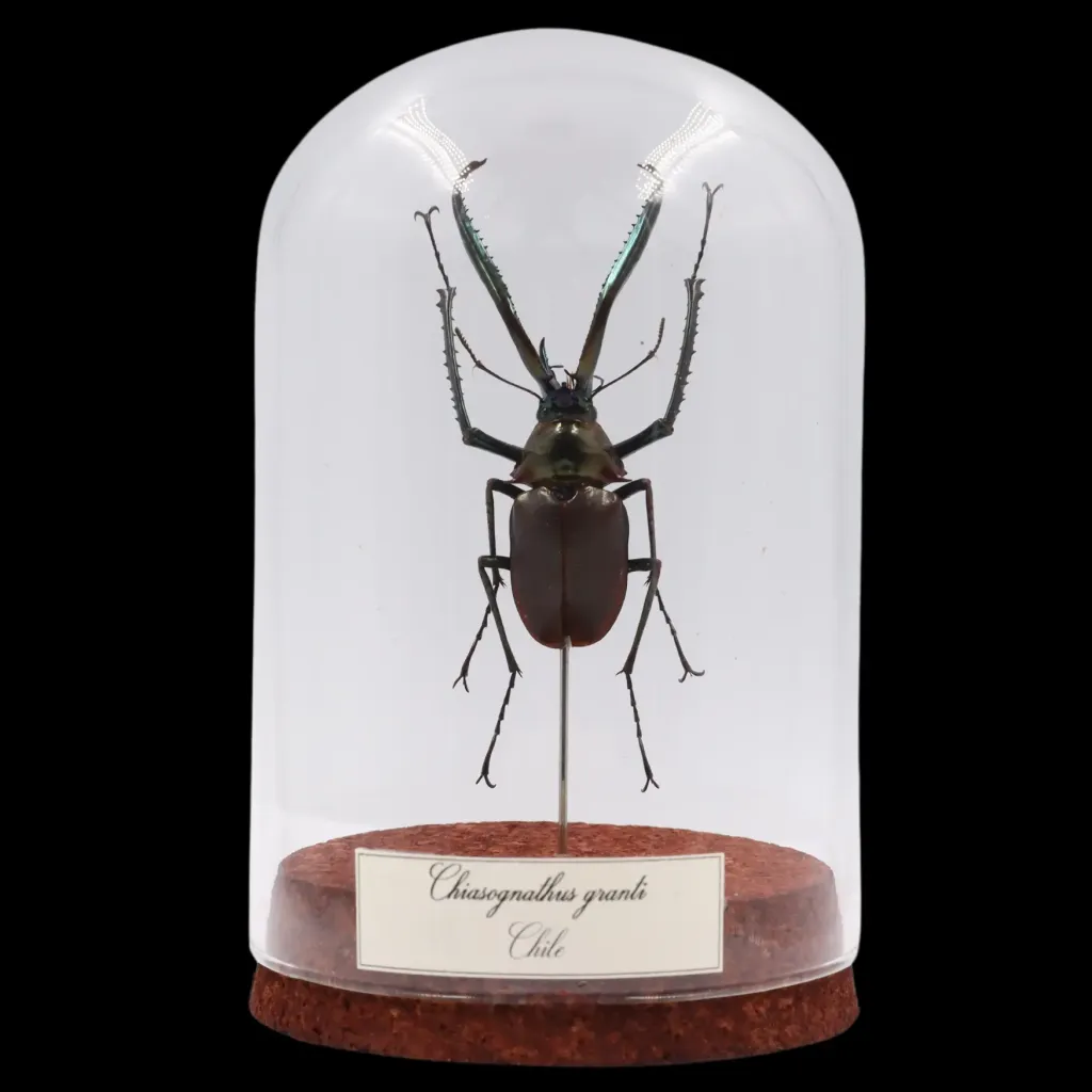 Chiasognathus grantii（Chile）：保存完好的達爾文甲蟲 - 預覽圖片 1123