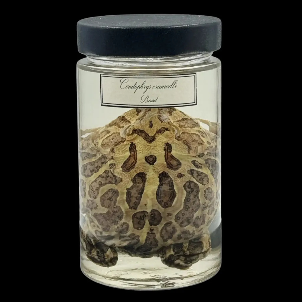 Ceratophrys cranwelli – Enigmatic Chacoan Horned Frog Preserved in Glass - preview photo 1123