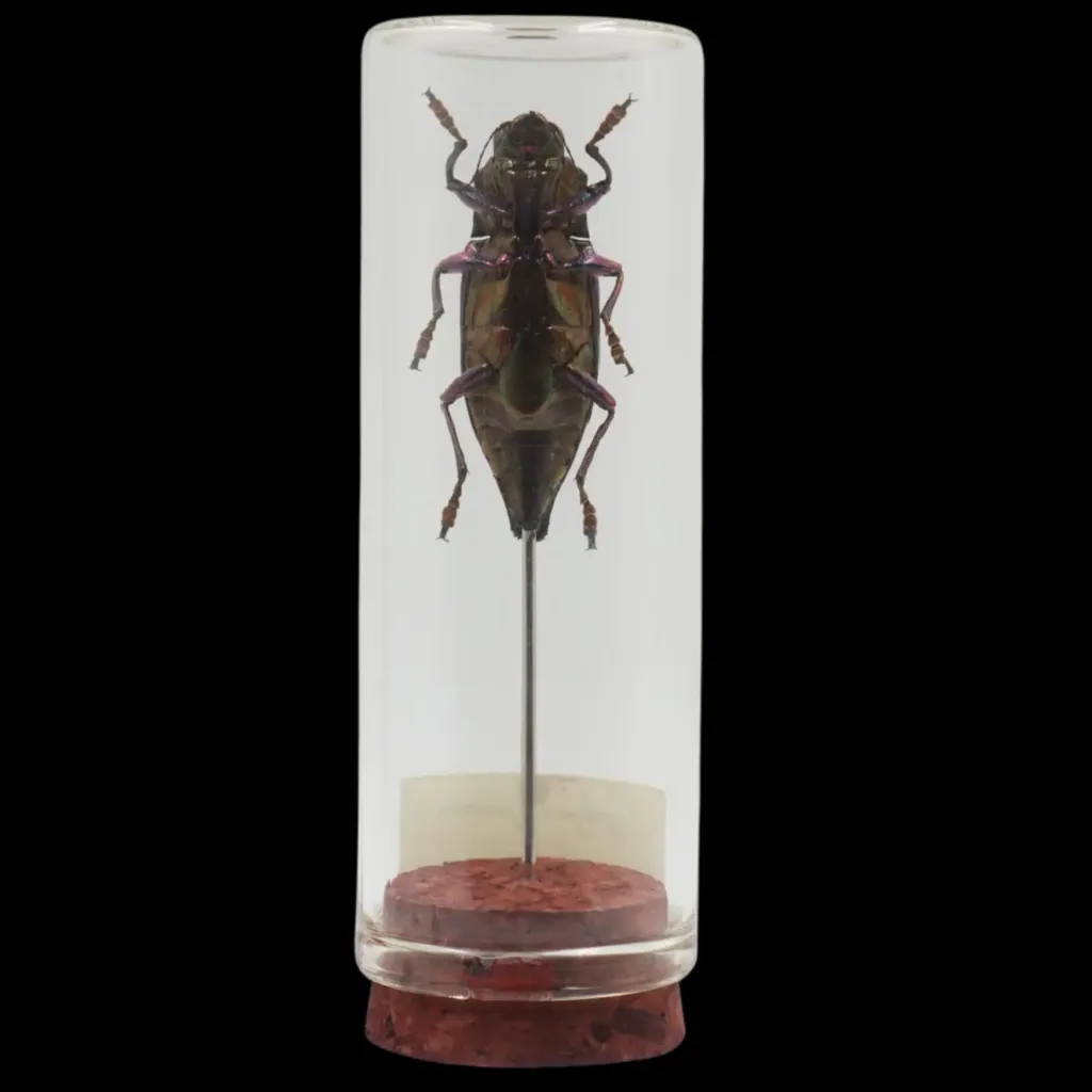 Cyphogastra javanica in a Glass Bottle – A Jewel of Indonesian Rainforests - preview photo 2123
