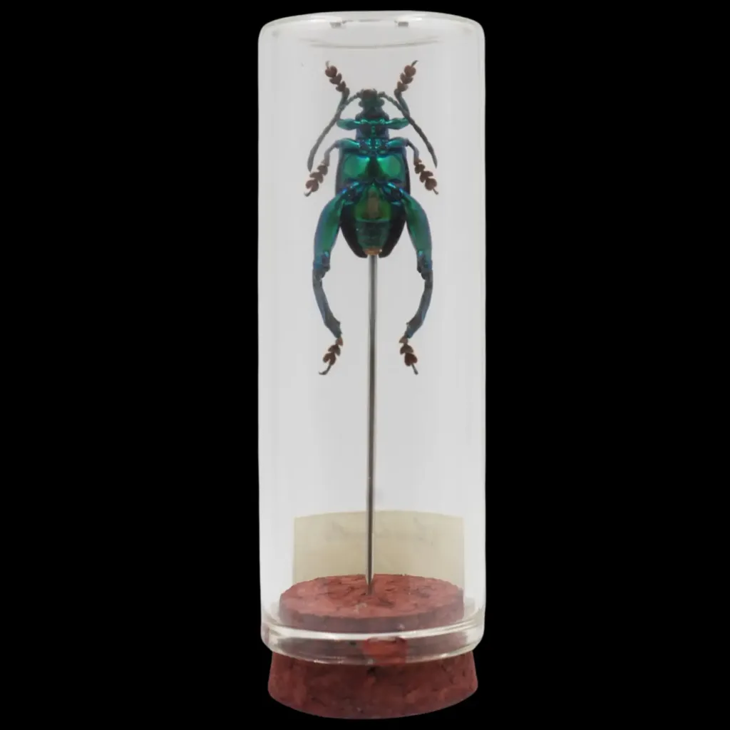 玻璃瓶中的 Sagra longicollis——馬來西亞的寶石甲蟲 - 預覽圖片 2123