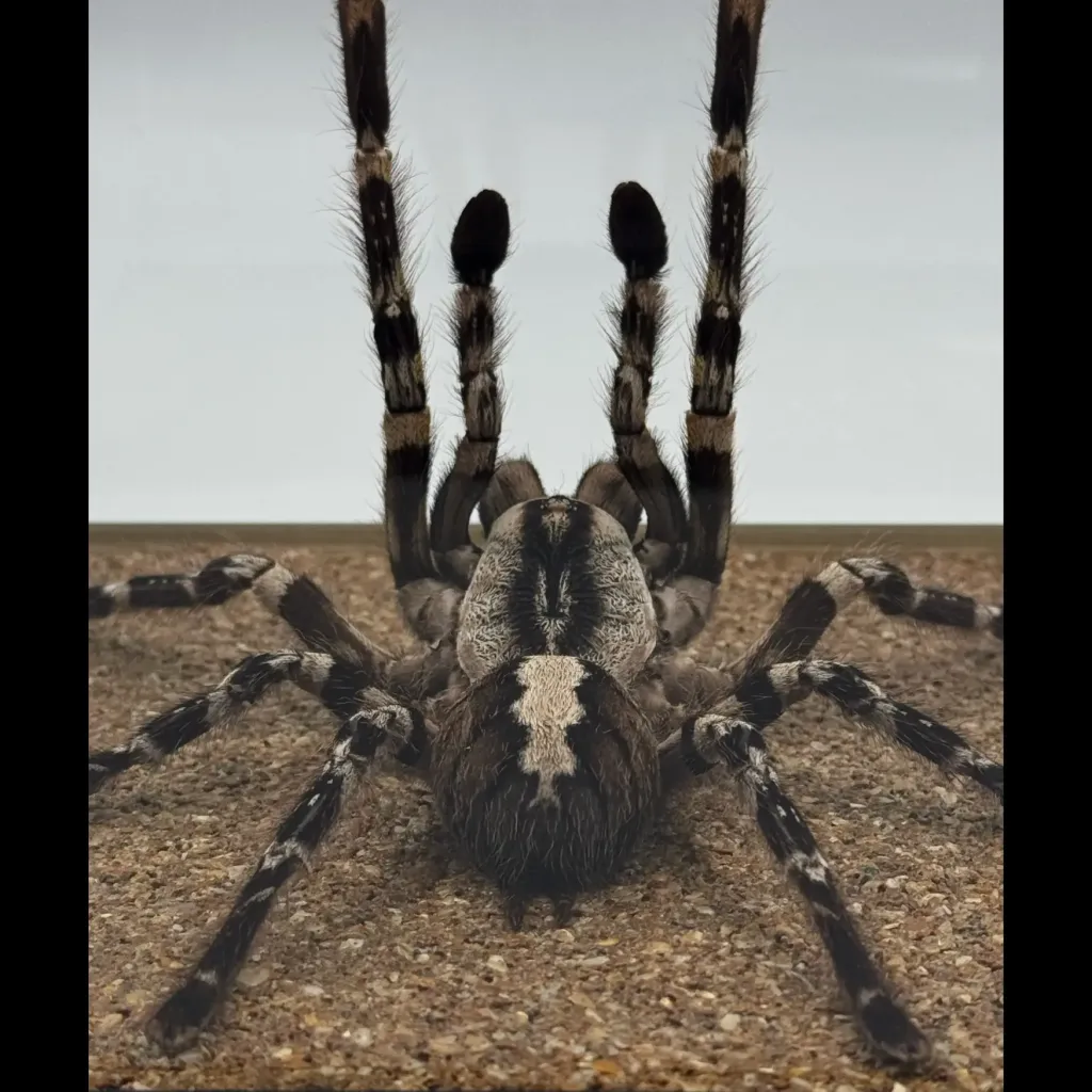 Rare Jumping Tarantula Poecilotheria regalis – A Deadly Beauty from India - preview photo 2123