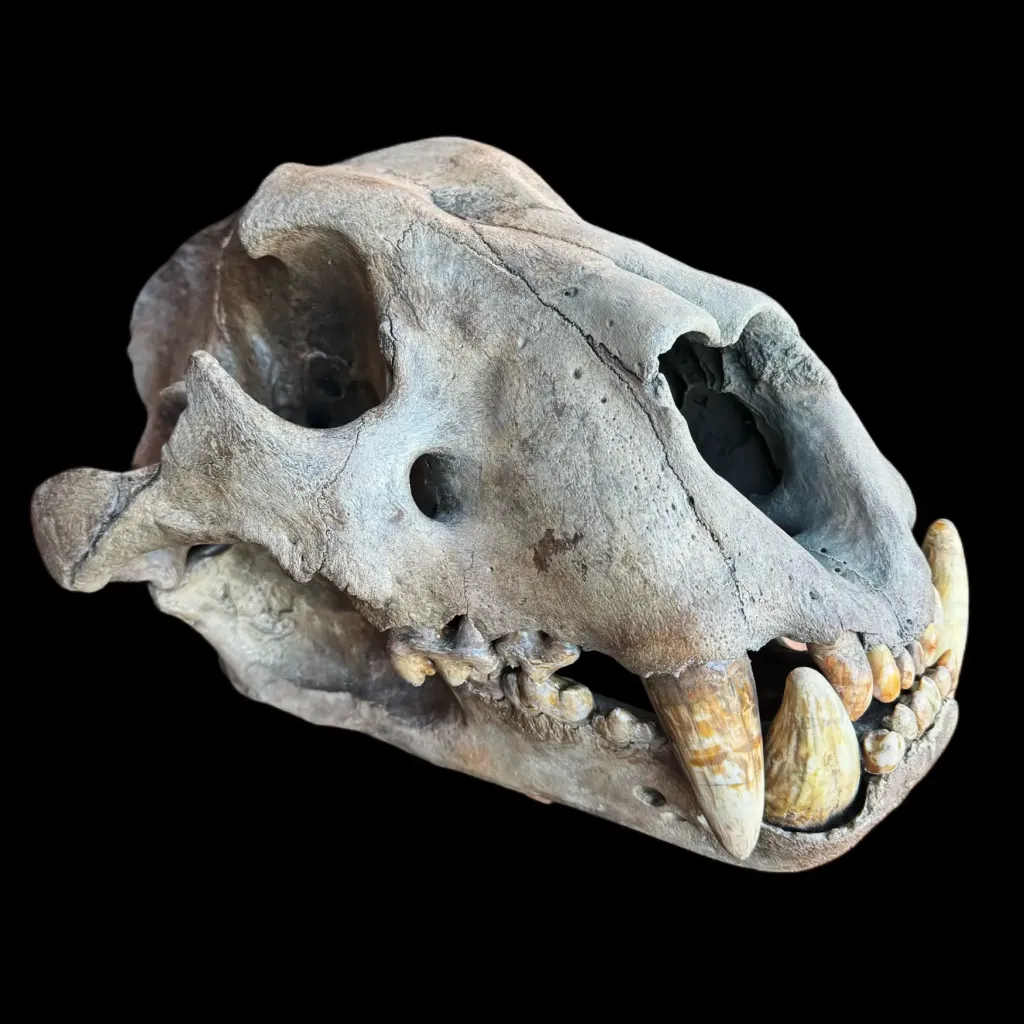 Monarch of the Ice Age – Authentic Skull of the Prehistoric Cave Lion - preview photo 1123