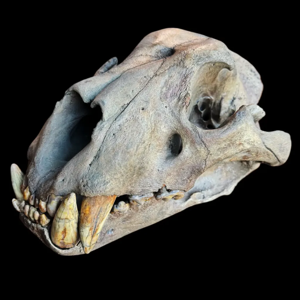 Monarch of the Ice Age – Authentic Skull of the Prehistoric Cave Lion - preview photo 2123