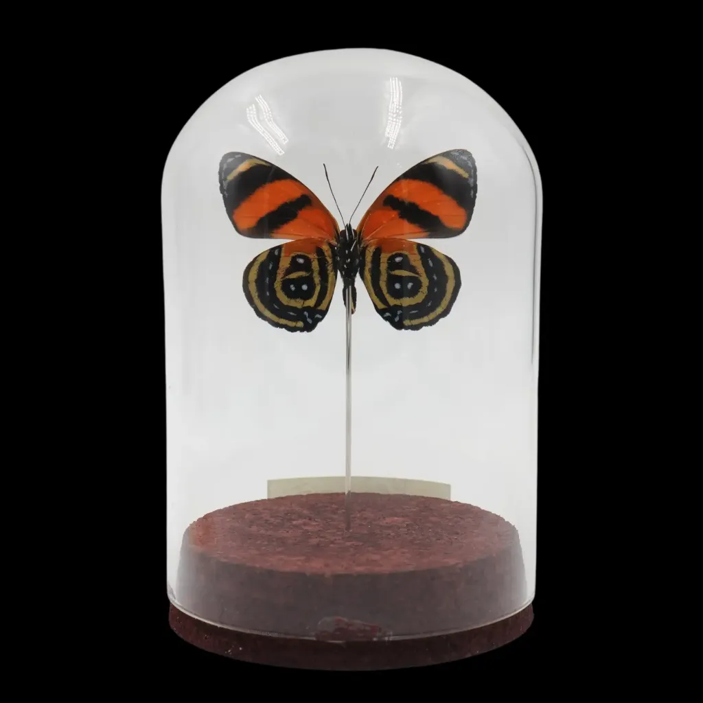 Callicore cynosure in Glass Cloche, Peru - preview photo 2123