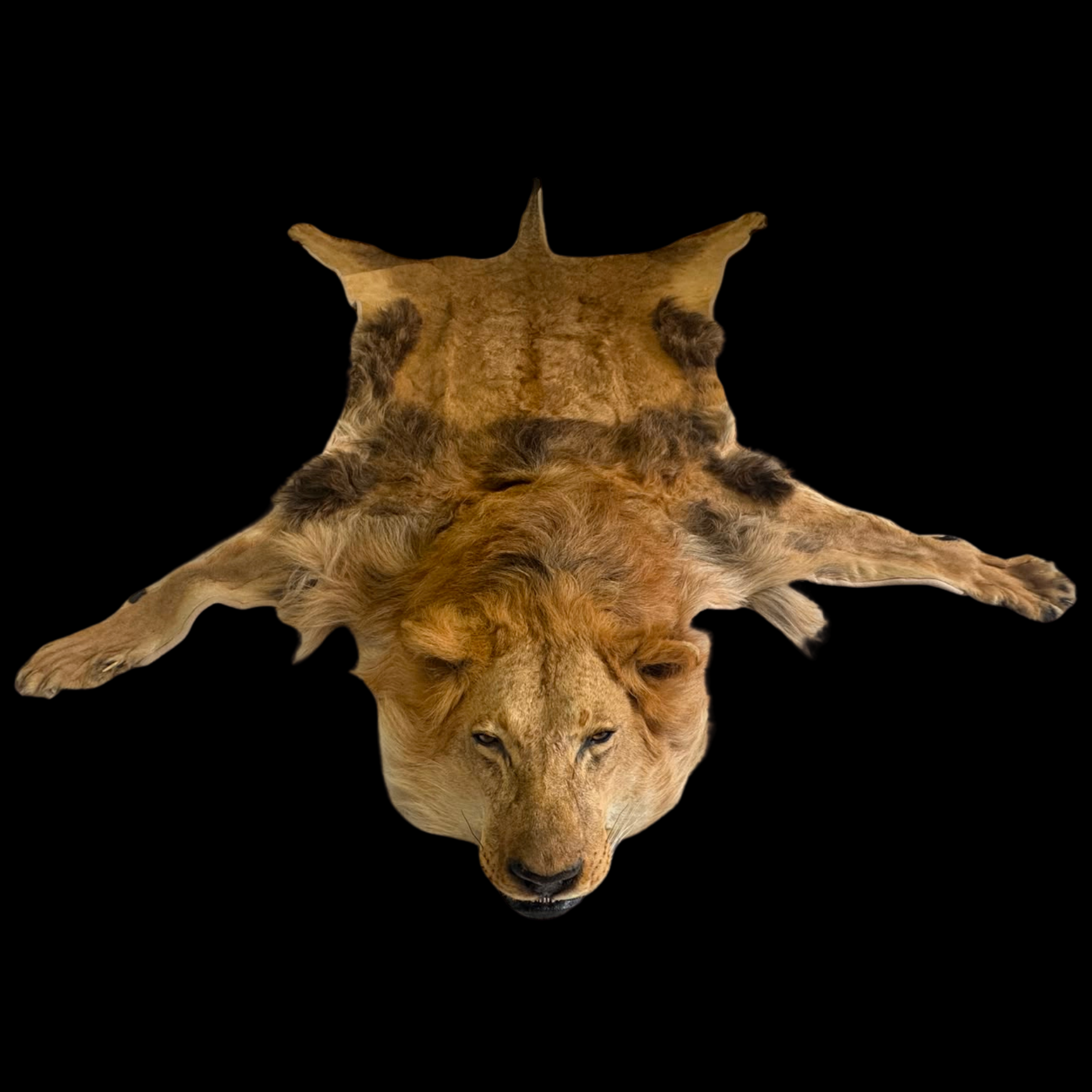 The Sovereign Lion - Full-Body Lion Skin Rug - preview photo 3123