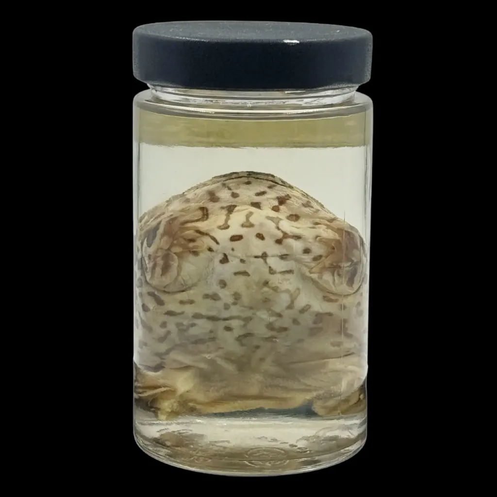 Ceratophrys cranwelli – Enigmatic Chacoan Horned Frog Preserved in Glass - preview photo 2123