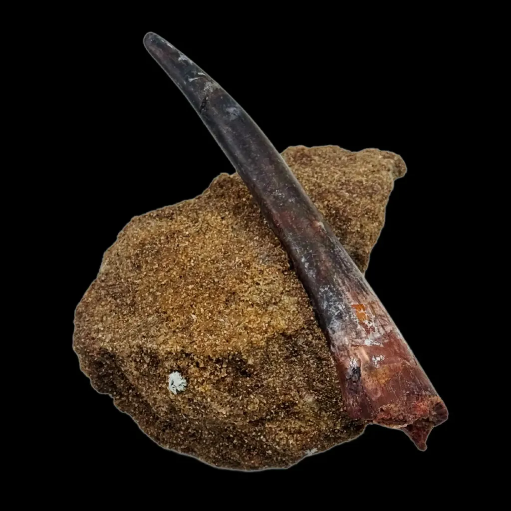 Tooth of Spinosaurus – Relic of the Great River Hunter - preview photo 3123