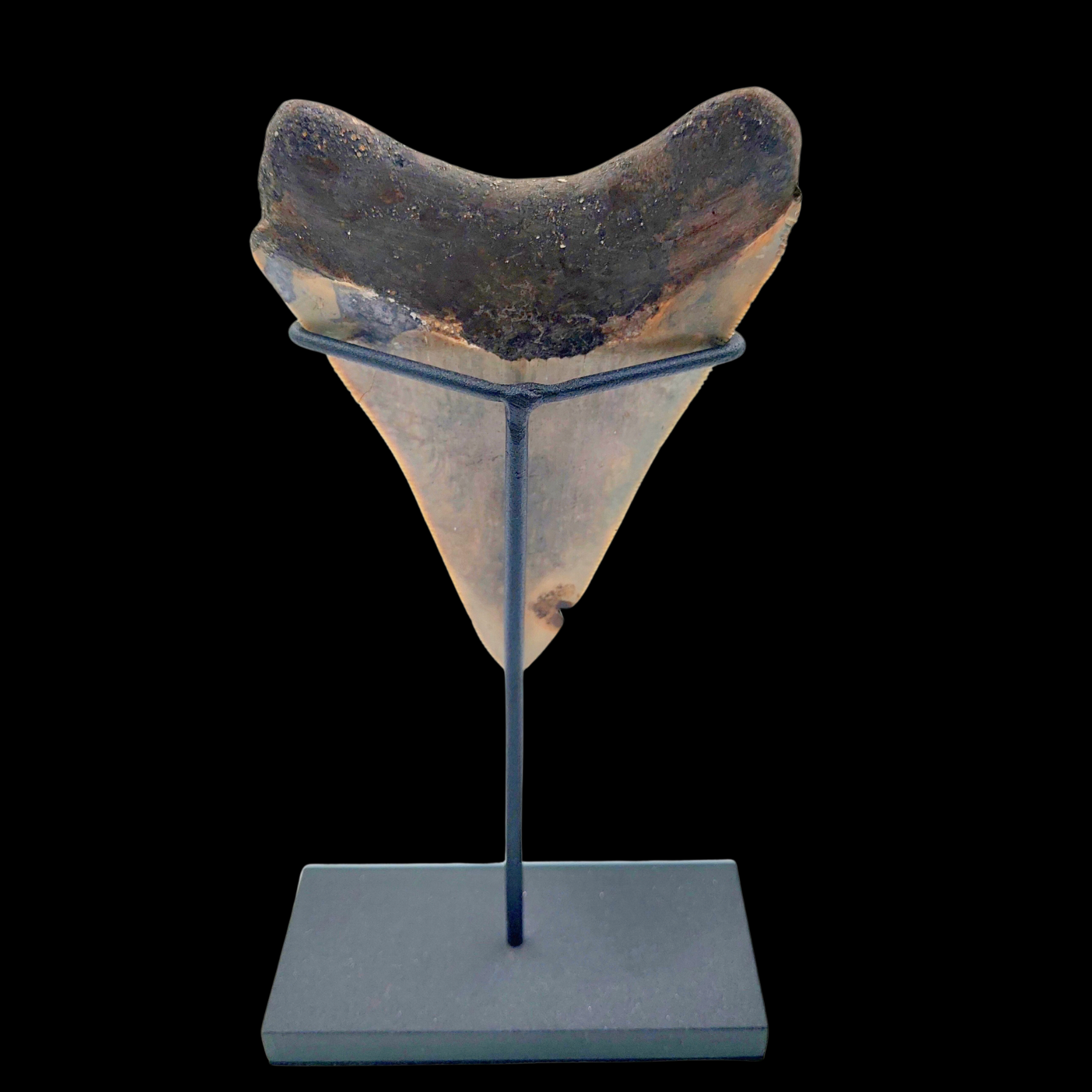 Megalodon Tooth, 132 g, h 10 cm, circa 13 mln years old - preview photo 2123