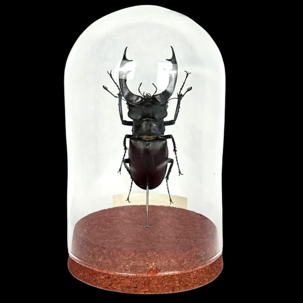 Lucanus cervus：保存完好的大自然獨特珍寶 - 預覽圖片 2123