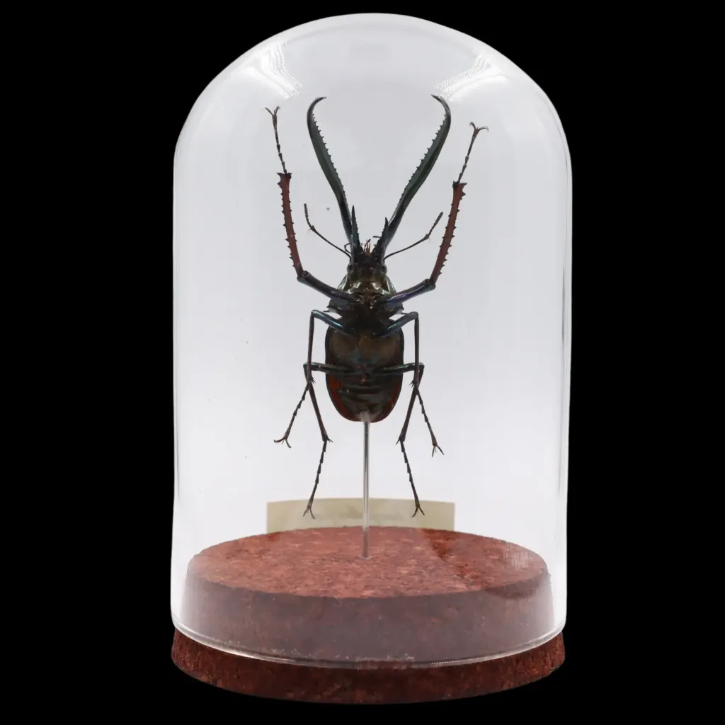 Chiasognathus grantii（Chile）：保存完好的達爾文甲蟲 - 預覽圖片 2123