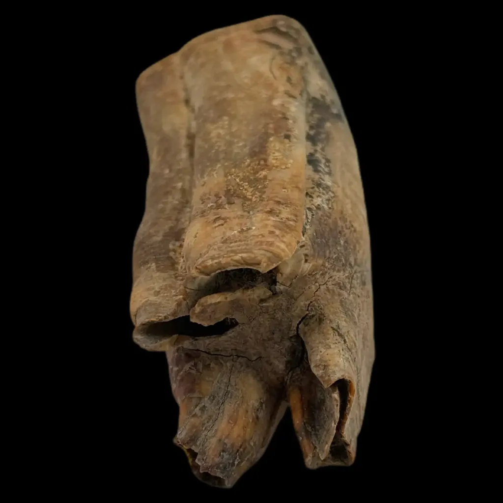 Echoes of the Ice Age – Fossilized Tooth of a Prehistoric Horse - preview photo 4123