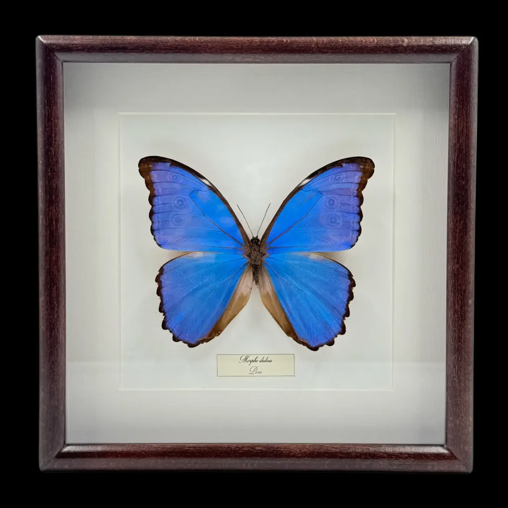 Majestic Blue Wonder: Morpho didius from Peru - preview photo 1123