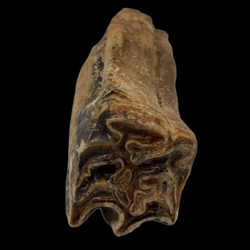 Echoes of the Ice Age – Fossilized Tooth of a Prehistoric Horse - preview photo 3123