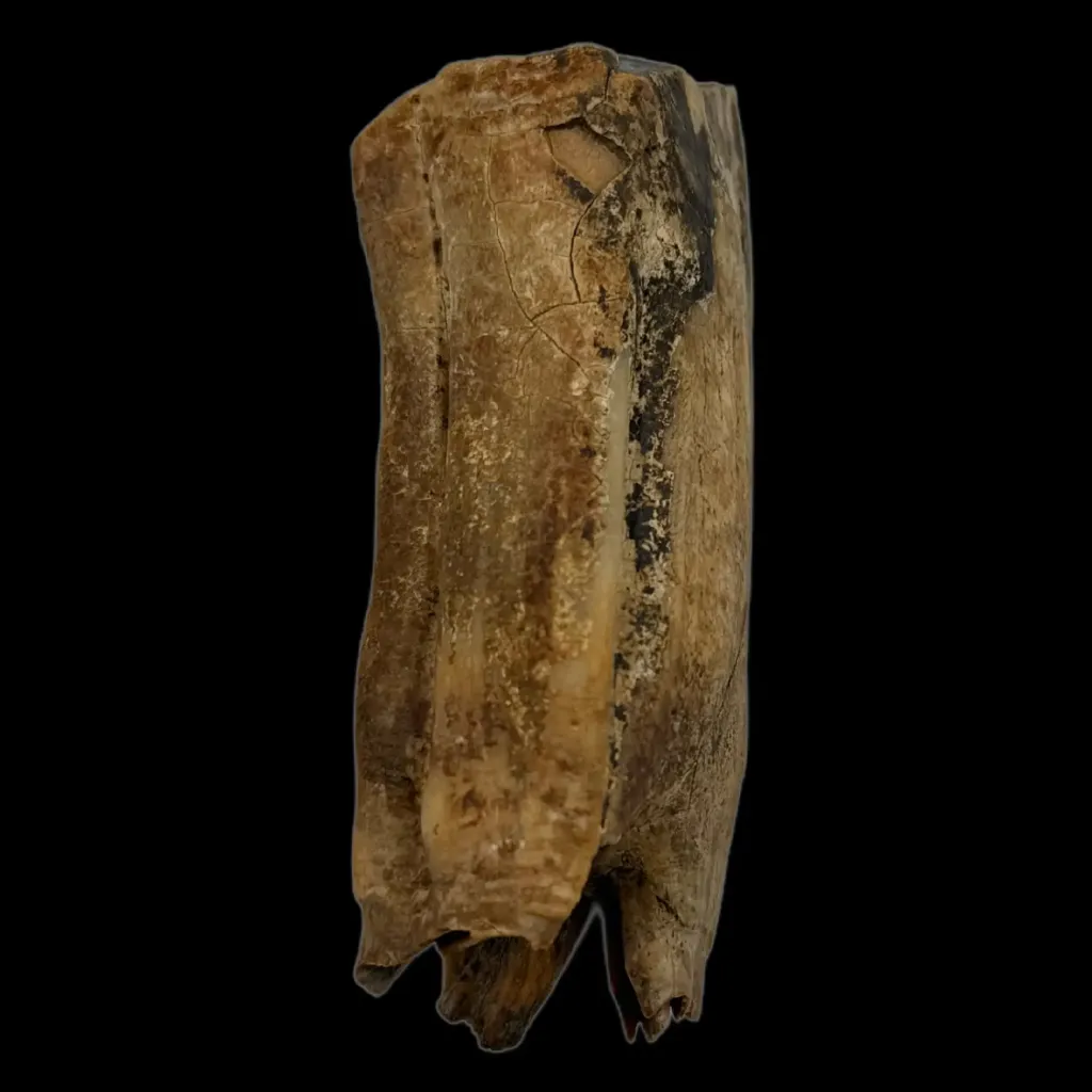 Echoes of the Ice Age – Fossilized Tooth of a Prehistoric Horse - preview photo 1123