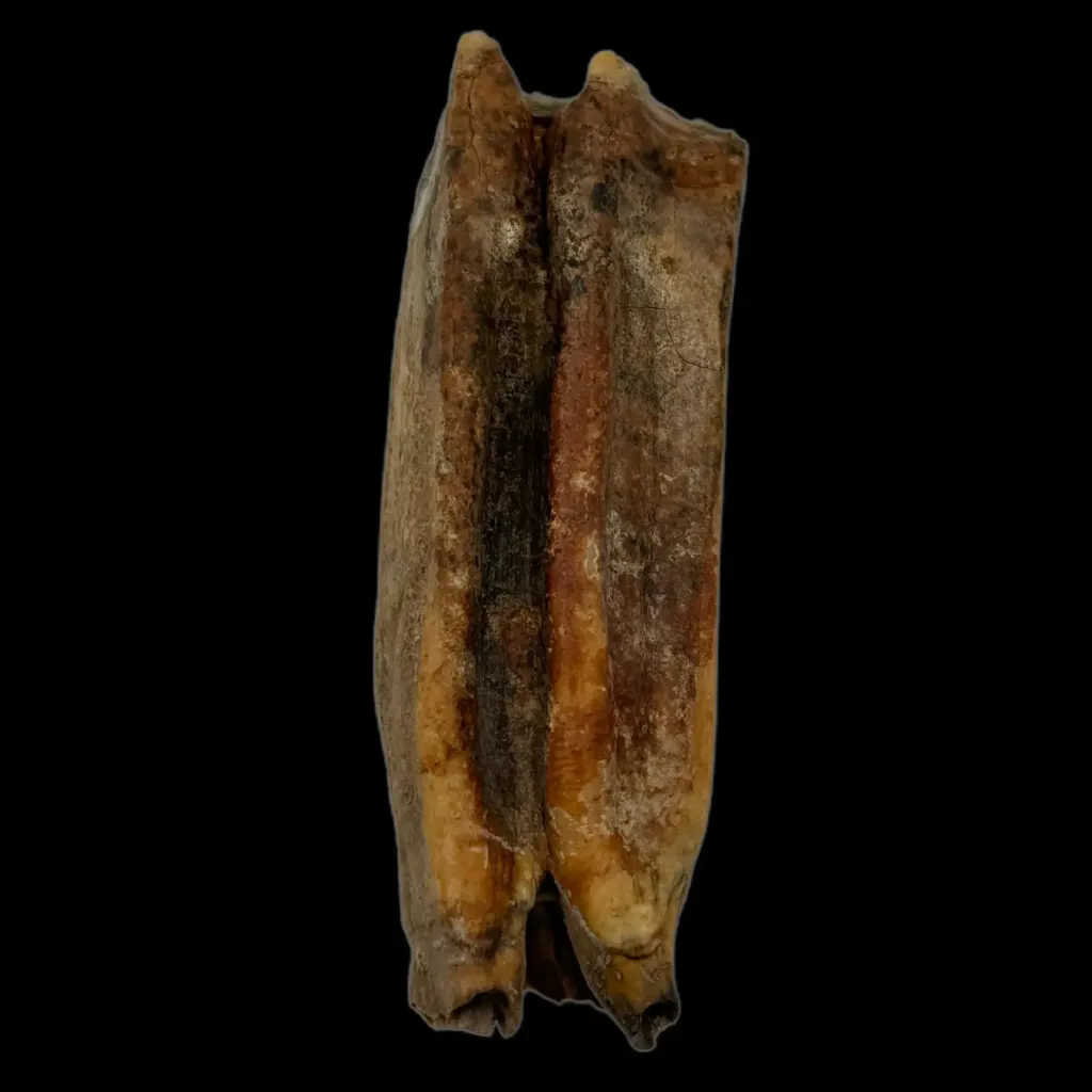 Echoes of the Ice Age – Fossilized Tooth of a Prehistoric Horse - preview photo 2123