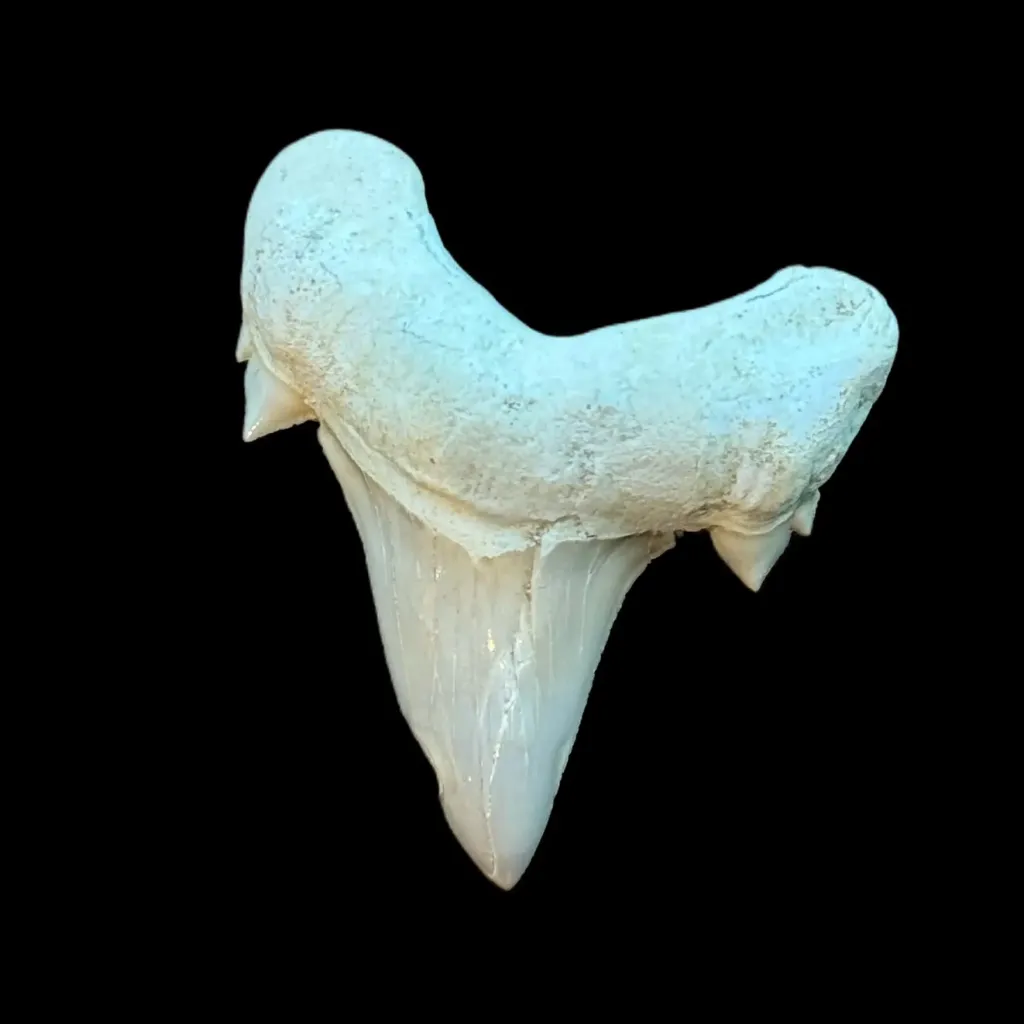 史前威力：真正的 Otodus obliquus 牙齒 7 厘米