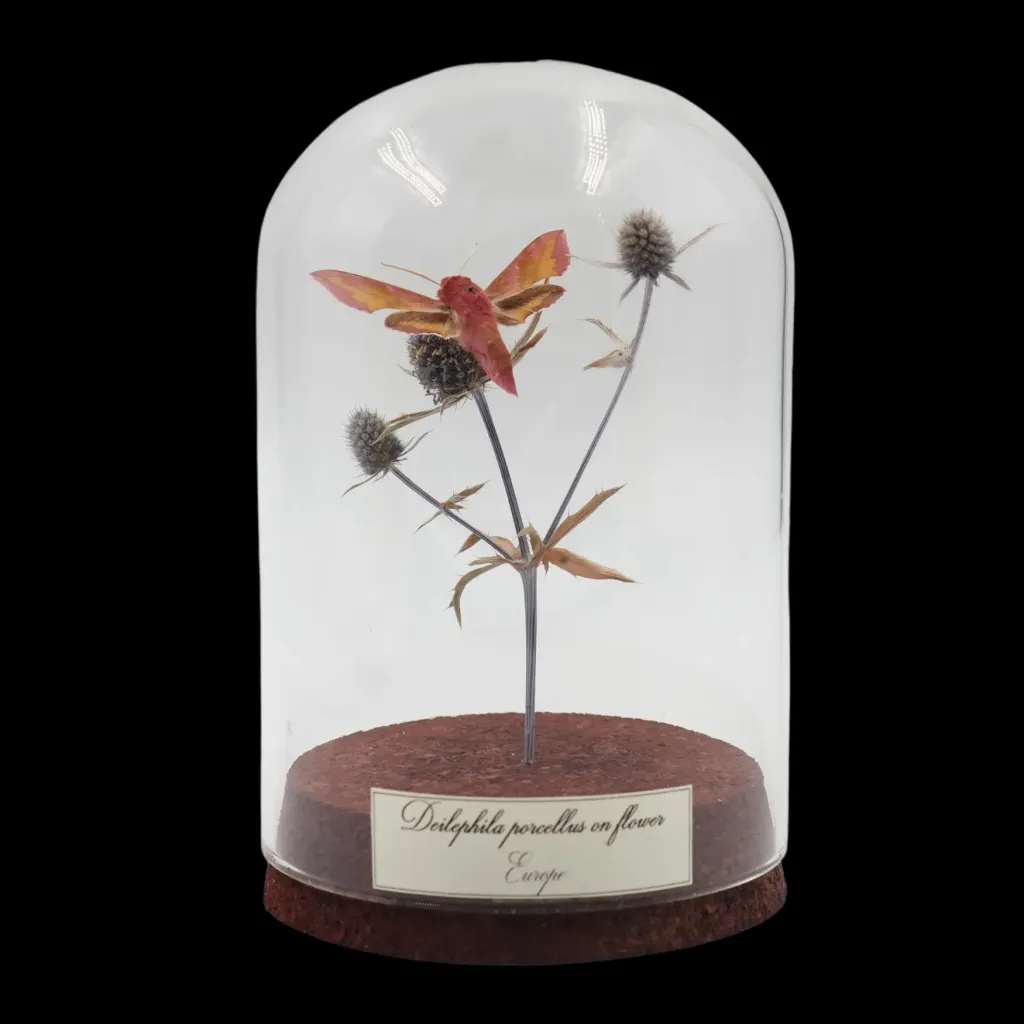 Deilephila porcellus on Flower in Glass Cloche, Europe - preview photo 1123